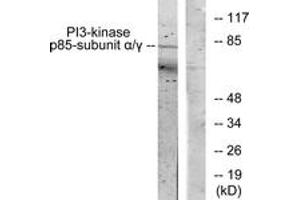 Western blot analysis of extracts from COS7 cells, treated with H2O2 100uM 30', using PI3-kinase p85-alpha/gamma (Ab-467/199) Antibody. (PI3K p85 alpha/gamma 抗体  (AA 436-485))