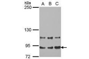 Image no. 1 for anti-Mediator Complex Subunit 16 (MED16) (AA 65-354) antibody (ABIN1499361) (MED16 抗体  (AA 65-354))