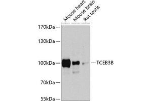 Western blot analysis of extracts of various cell lines, using TCEB3B antibody  at 1:1000 dilution. (TCEB3B 抗体  (AA 534-753))