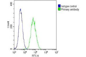 Overlay histogram showing NIH/3T3 cells stained with (ABIN6242235 and ABIN6578662) (green line). (TUBB2A 抗体  (AA 14-46))