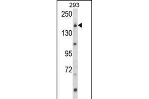 Western blot analysis of UNC13B Antibody (Center) (ABIN652852 and ABIN2842552) in 293 cell line lysates (35 μg/lane). (UNC13B 抗体  (AA 1062-1091))