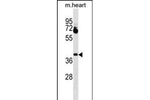 LBX1 Antibody (Center) (ABIN1537810 and ABIN2849739) western blot analysis in mouse heart tissue lysates (35 μg/lane). (Lbx1 抗体  (AA 127-155))