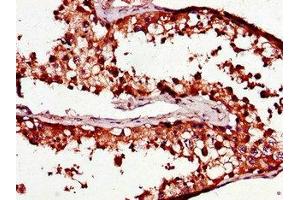 Immunohistochemistry of paraffin-embedded human testis tissue using ABIN7164882 at dilution of 1:100 (PCOTH 抗体  (AA 50-100))