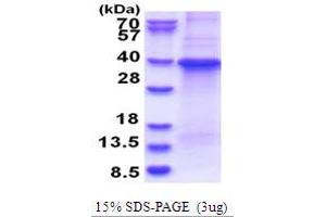 GNB1 Protein (AA 1-340) (His tag)