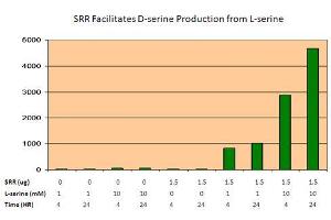 Activity Assay (AcA) image for Serine Racemase (SRR) (Active) protein (Myc-DYKDDDDK Tag) (ABIN2731727)