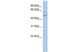 PWWP2B antibody used at 1 ug/ml to detect target protein. (PWWP2B 抗体  (N-Term))