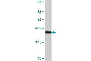 Western Blot detection against Immunogen (38. (EVL 抗体  (AA 309-418))