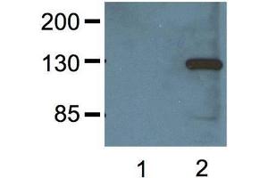 1:000 (1μg/mL) Ab dilution probed against HEK293 cells transfected with V5-tagged protein vector, untransfected (1) and transfected (2) (V5 Epitope Tag 抗体)