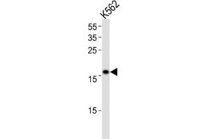 Western Blotting (WB) image for anti-Polymerase (DNA Directed), epsilon 3 (p17 Subunit) (POLE3) antibody (ABIN3003136) (POLE3 抗体)