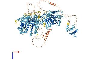 NLR Family, Pyrin Domain Containing 1A (NLRP1A) (AA 1-1182) protein (His tag)