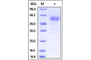 Rabbit PD-1, Fc Tag on SDS-PAGE under reducing (R) condition.