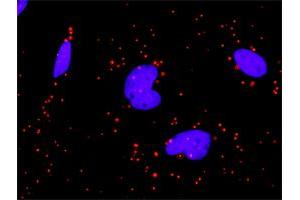 Proximity Ligation Analysis of protein-protein interactions between PDGFRA and PIK3R1. (PIK3R1 抗体  (AA 1-454))