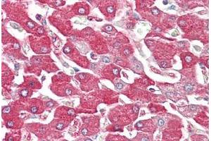 Image no. 2 for anti-Fructose-1,6-Bisphosphatase 1 (FBP1) (AA 114-163) antibody (ABIN1494672) (FBP1 抗体  (AA 114-163))