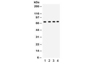 Western blot testing of human 1) A549, 2) HeLa, 3) HePG2 and 4) MCF7 lysate with Ku70 antibody. (XRCC6 抗体)
