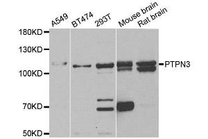 Western blot analysis of extracts of various cell lines, using PTPN3 antibody. (PTPN3 抗体)