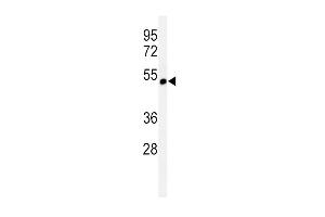 Western blot analysis of CHRNA3 Antibody (N-term) (ABIN651212 and ABIN2840133) in CEM cell line lysates (35 μg/lane).