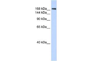 WB Suggested Anti-CNTNAP1 Antibody Titration:  0. (CNTNAP1 抗体  (N-Term))