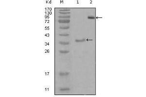 Western Blot showing EphA3 antibody used against truncated Trx-EphA3 recombinant protein (1) and truncated EphA3 (aa566-983)-hIgGFc transfected CHO-K1 cell lysate (2). (EPH Receptor A3 抗体  (AA 751-983))