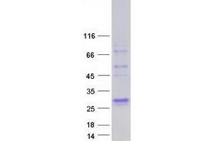 Western Blotting (WB) image for Surfactant Protein A1 (SFTPA1) (Transcript Variant 6) protein (Myc-DYKDDDDK Tag) (ABIN2733013)