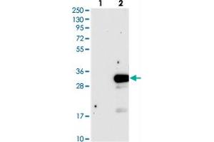 Western blot analysis of Lane 1: Negative control (vector only transfected HEK293T lysate), Lane 2: Over-expression Lysate (Co-expressed with a C-terminal myc-DDK tag (~3. (DTD1 抗体)