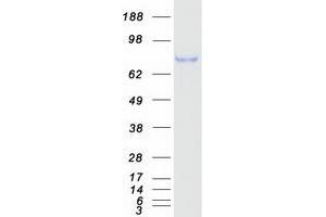 Validation with Western Blot