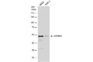 Western Blotting (WB) image for anti-ATP Synthase, H+ Transporting, Mitochondrial F1 Complex, alpha Subunit 1, Cardiac Muscle (ATP5A1) (C-Term) antibody (ABIN2855150)