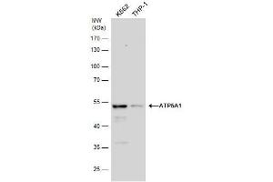 WB Image ATP5A1 antibody detects ATP5A1 protein by western blot analysis. (ATP5A1 抗体  (C-Term))