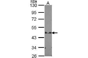 STAP2 antibody  (C-Term)