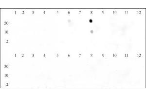 Dot blot of Histone H3 trimethyl Lys9 antibody. (Histone 3 抗体  (H3K9me3))