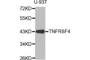 Western blot analysis of extracts of U-937 cell line, using TNFRSF4 antibody. (TNFRSF4 抗体  (AA 100-200))