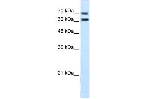 WB Suggested Anti-FAM55D Antibody Titration:  5. (FAM55D 抗体  (C-Term))