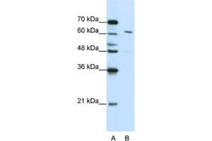 Western Blotting (WB) image for anti-Cleavage and Polyadenylation Specific Factor 6, 68kDa (CPSF6) antibody (ABIN2462234)