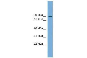 Western Blot showing MAPK7 antibody used at a concentration of 1-2 ug/ml to detect its target protein. (MAPK7 抗体  (Middle Region))