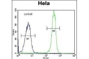Flow Cytometry (FACS) image for anti-Collagen, Type IV, alpha 2 (COL4A2) (AA 156-186), (N-Term) antibody (ABIN655401)
