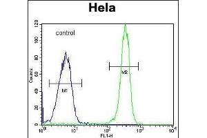 COL4A2 Antibody (N-term) (ABIN655401 and ABIN2844947) flow cytometric analysis of Hela cells (right histogram) compared to a negative control cell (left histogram). (COL4a2 抗体  (N-Term))