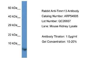 Western Blotting (WB) image for anti-Translocase of Inner Mitochondrial Membrane 13 Homolog (TIMM13) (N-Term) antibody (ABIN785713) (TIMM13 抗体  (N-Term))