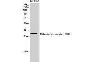 Western Blotting (WB) image for anti-Olfactory Receptor, Family 4, Subfamily C, Member 16 (OR4C16) (C-Term) antibody (ABIN3186090)