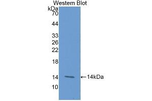 Western Blotting (WB) image for anti-Tumor Necrosis Factor Receptor Superfamily, Member 9 (TNFRSF9) (AA 40-153) antibody (ABIN7437149)