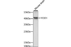 Western blot analysis of extracts of mouse brain, using YOD1 antibody (ABIN6133391, ABIN6150335, ABIN6150336 and ABIN6217204) at 1:3000 dilution. (YOD1 抗体  (AA 1-348))