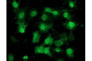 Anti-EIF1 mouse monoclonal antibody (ABIN2454530) immunofluorescent staining of COS7 cells transiently transfected by pCMV6-ENTRY EIF1 (RC201271). (EIF1 抗体)