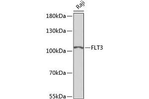 Western blot analysis of extracts of Raji cells, using FLT3 antibody (ABIN6131275, ABIN6140693, ABIN6140696 and ABIN6223885) at 1:500 dilution. (FLT3 抗体)