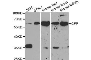 Western blot analysis of extracts of various cell lines, using CFP antibody (ABIN5973127) at 1/1000 dilution. (CFP 抗体)