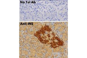 Immunohistochemistry (IHC) image for anti-Insulin (INS) antibody (ABIN6254161) (Insulin 抗体)