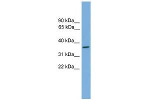WB Suggested Anti-Gtf2h3 Antibody Titration: 0. (GTF2H3 抗体  (N-Term))