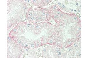 Anti-SLC3A2 / CD98 antibody IHC staining of human kidney. (SLC3A2 抗体  (AA 89-433))