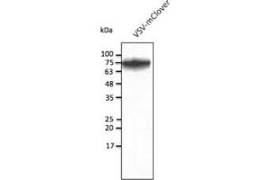 Western Blotting (WB) image for anti-mClover Fluorescent Protein antibody (ABIN7273087) (mClover Fluorescent Protein 抗体)