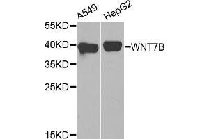 Western blot analysis of extracts of A549 and HepG2 cell lines, using WNT7B antibody. (WNT7B 抗体)