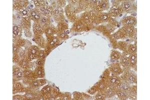 Mouse liver tissue was stained by anti-FXR (446-476) (Human, Mouse, Rat) Serum at 1:200 (NR1H4 抗体  (AA 446-476))