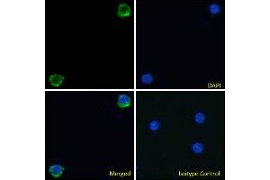 Immunofluorescence staining of fixed human peripheral blood monocytes (PBMs) with anti-Integrin beta-7 antibody FIB504. (Recombinant Integrin beta 7 抗体)