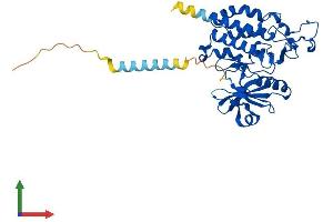 Protein Structure (PS) image for Protein Kinase Protein SgK196 (SGK196) (AA 1-349) protein (His tag) (ABIN7557088)
